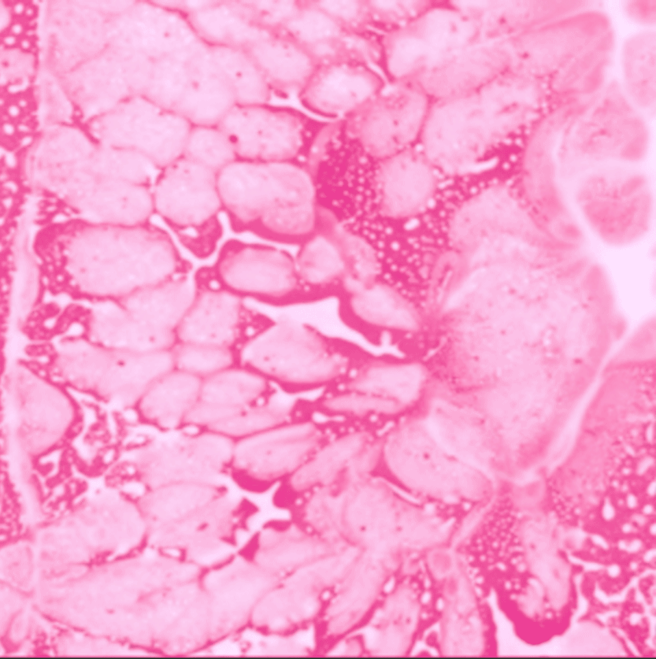 På den anden side – Biennale 2020