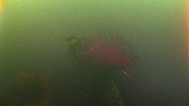 På den anden side – Biennale 2020