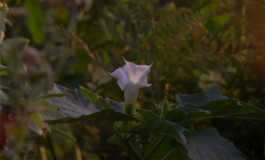 På den anden side – Biennale 2020